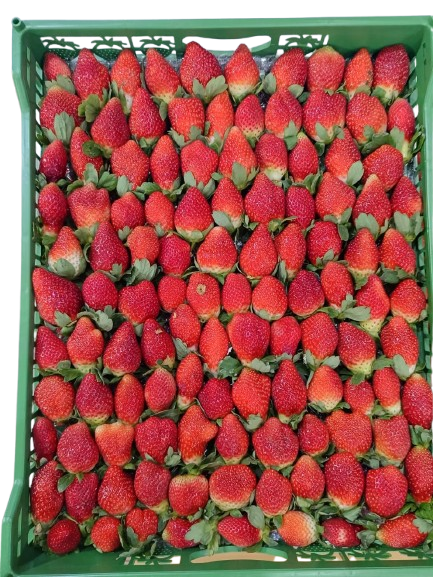 فواكه وخضروات مغلفة طازجة